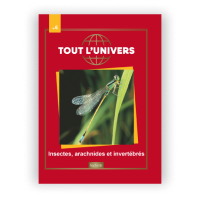 Le N°6 : Insectes, arachnides et invertébrés